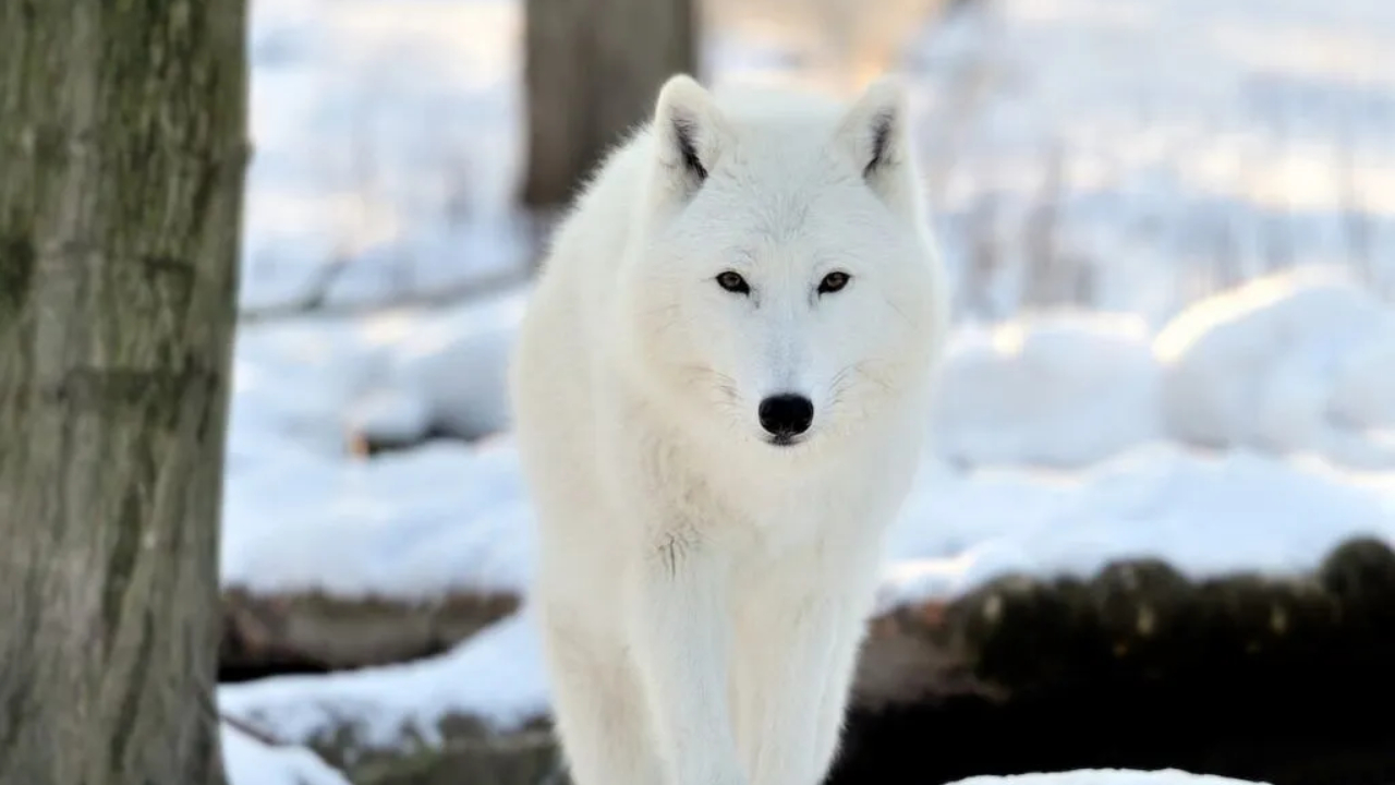 Serigala Arktik, Predator Putih dari Ujung Dunia