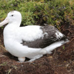 Albatros Tristan, Penjelajah Samudra yang Kian Berkurang