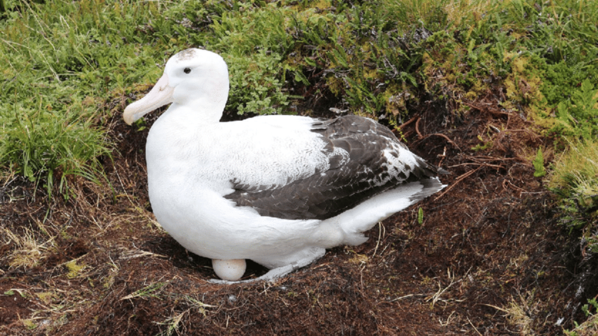 Albatros Tristan, Penjelajah Samudra yang Kian Berkurang