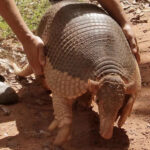 Armadillo Raksasa Hewan Lapisan Baja dari Amerika Selatan
