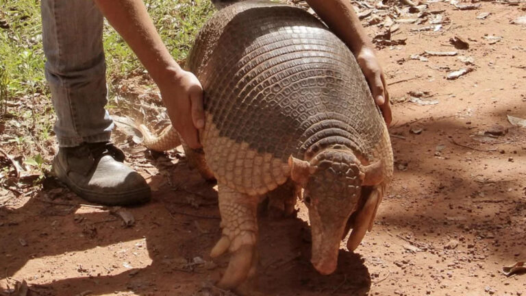 Armadillo Raksasa Hewan Lapisan Baja dari Amerika Selatan