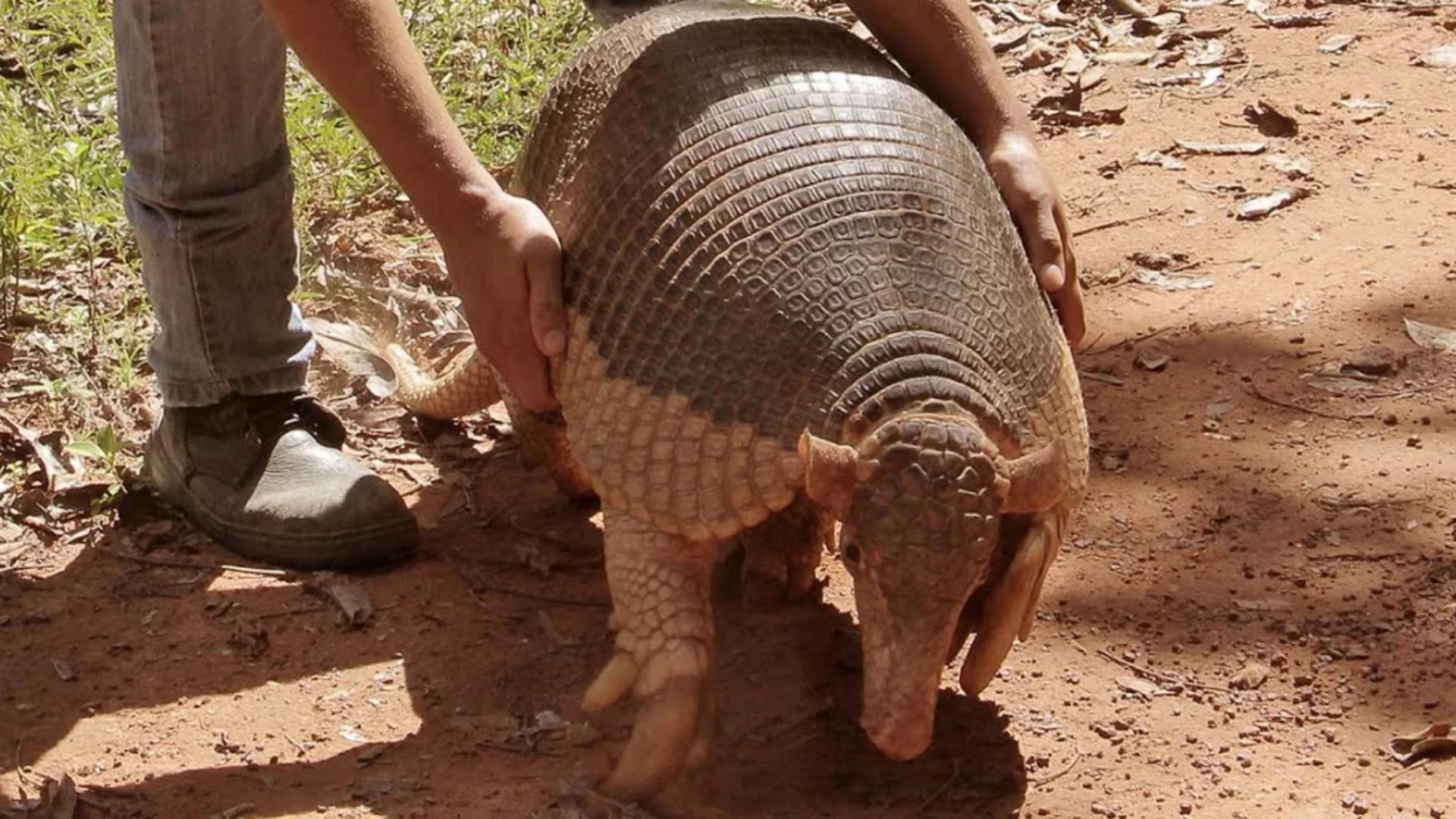 Armadillo Raksasa Hewan Lapisan Baja dari Amerika Selatan