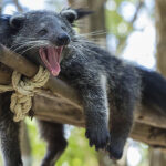 Binturong Si Beruang Kucing Penjaga Pohon Hujan