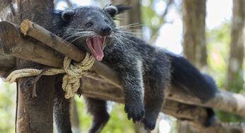 Binturong Si Beruang Kucing Penjaga Pohon Hujan