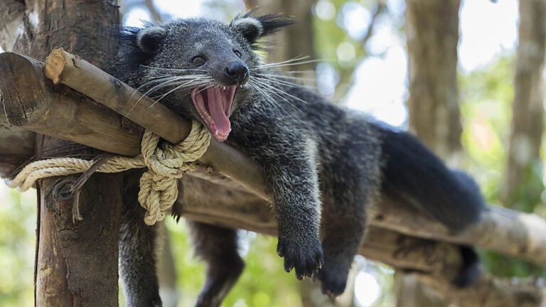 Binturong Si Beruang Kucing Penjaga Pohon Hujan
