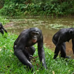 Bonobo Saudara Kembar Simpanse yang Lebih Lembut dan Cinta Damai