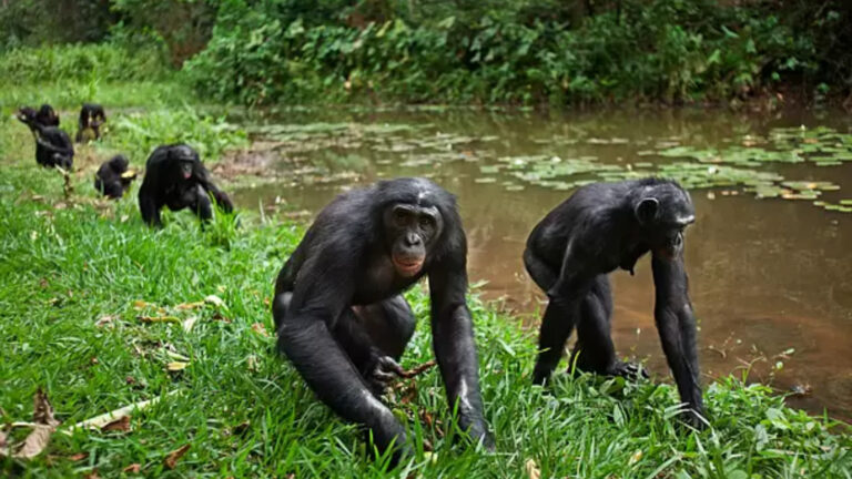 Bonobo Saudara Kembar Simpanse yang Lebih Lembut dan Cinta Damai
