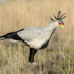 Burung Secretarybird Pemburu Ular yang Langka