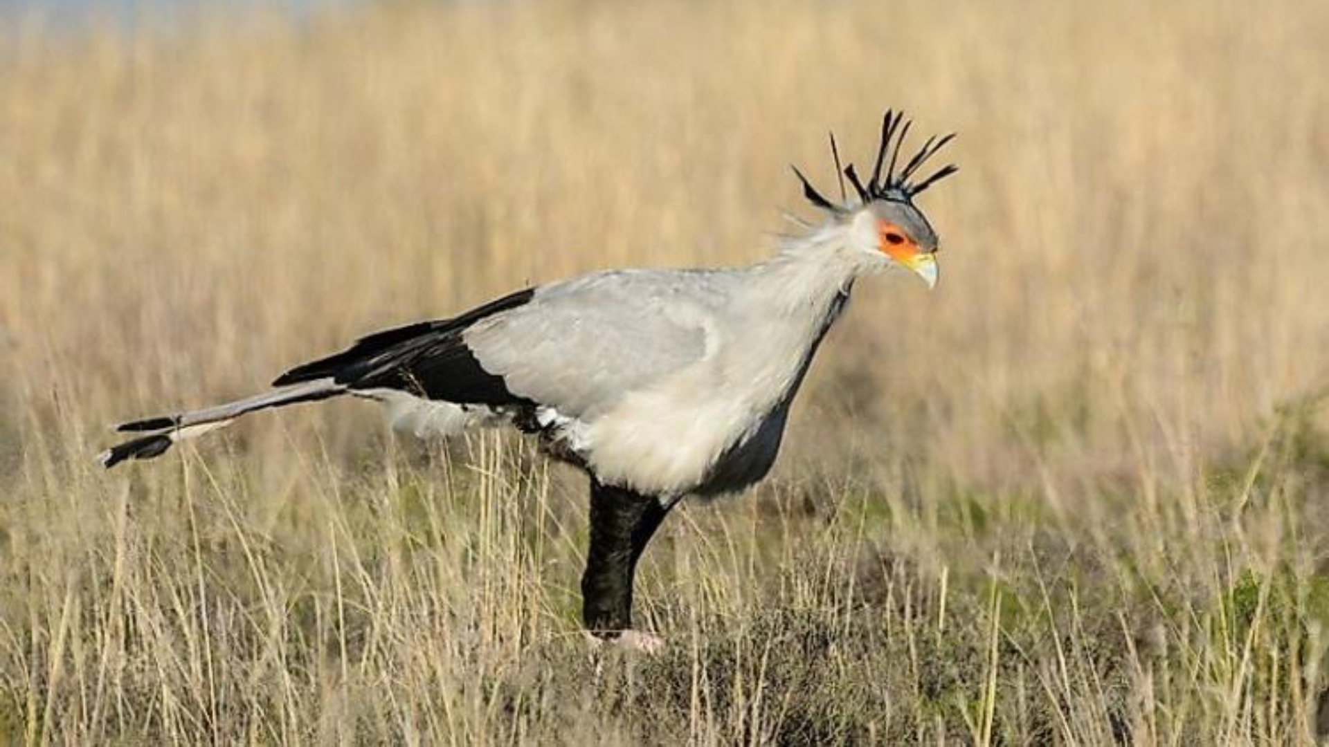 Burung Secretarybird Pemburu Ular yang Langka