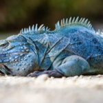 Iguana Biru Bahama, Permata Karibia yang Terancam Punah