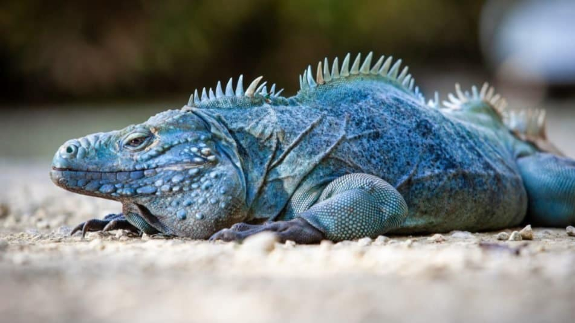 Iguana Biru Bahama, Permata Karibia yang Terancam Punah
