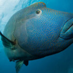 Ikan Napoleon, Primadona Terumbu Karang yang Terancam