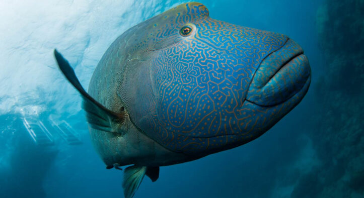 Ikan Napoleon, Primadona Terumbu Karang yang Terancam