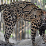 Kucing Batu Asia, Pemburu Kecil yang Sulit Terlihat