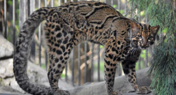 Kucing Batu Asia, Pemburu Kecil yang Sulit Terlihat