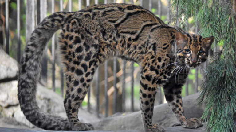 Kucing Batu Asia, Pemburu Kecil yang Sulit Terlihat