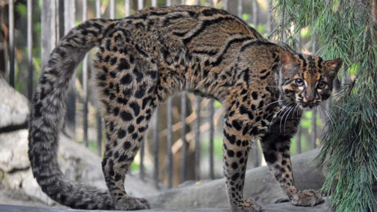 Kucing Batu Asia, Pemburu Kecil yang Sulit Terlihat