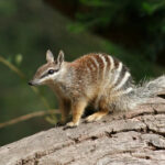 Numbat Australia, Si Kecil Unik dari Negeri Kanguru