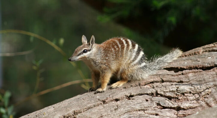 Numbat Australia, Si Kecil Unik dari Negeri Kanguru