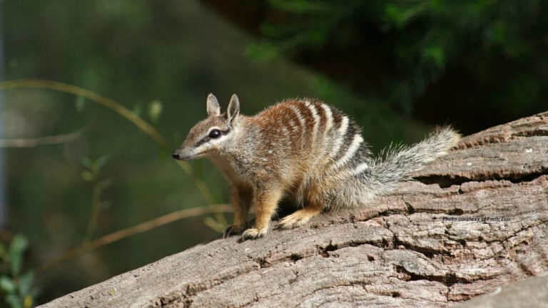 Numbat Australia, Si Kecil Unik dari Negeri Kanguru