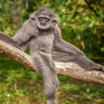 Owa Jawa, Primata Penjaga Keseimbangan Ekosistem Pegunungan