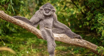 Owa Jawa, Primata Penjaga Keseimbangan Ekosistem Pegunungan