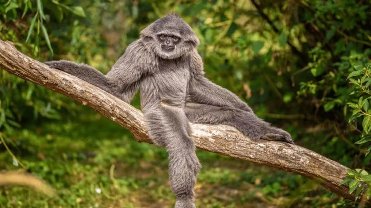 Owa Jawa, Primata Penjaga Keseimbangan Ekosistem Pegunungan