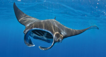 Pari Manta, Penari Samudra yang Kian Langka dan Memikat Dunia