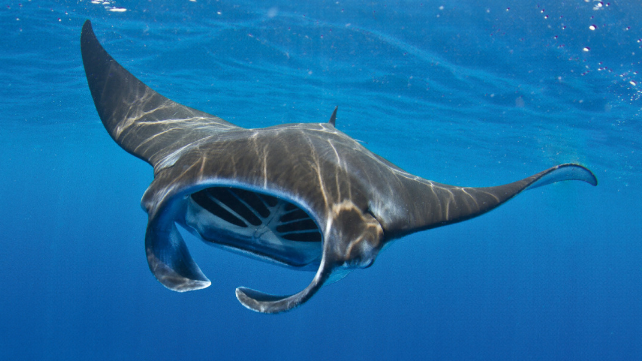 Pari Manta, Penari Samudra yang Kian Langka dan Memikat Dunia