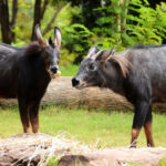 Serow Sumatra, Kambing Gunung Langka dari Lereng Tropis