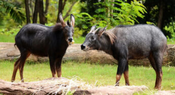Serow Sumatra, Kambing Gunung Langka dari Lereng Tropis