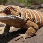 Tokek Raksasa Pulau Komodo, Penanda Ekosistem Sehat