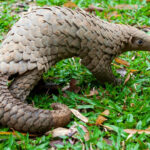 Trenggiling Sunda, Hewan Pemalu yang Jadi Incaran Perdagangan