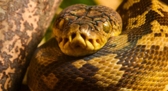 Ular Sanca Timor, Reptil Kuno Penjaga Ekosistem