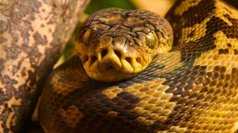 Ular Sanca Timor, Reptil Kuno Penjaga Ekosistem