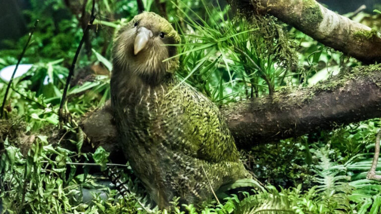 Burung Kakapo, Burung Nokturnal Terberat di Dunia yang Hampir Hilang dari Alam