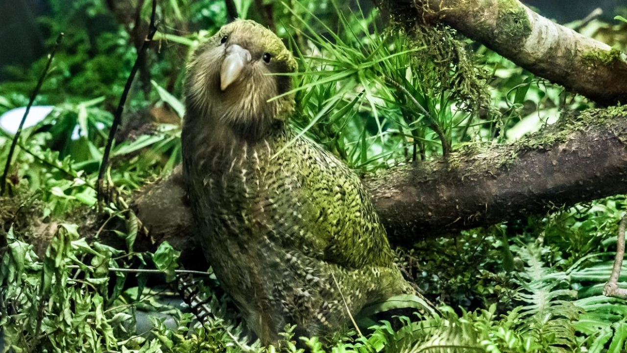 Burung Kakapo, Burung Nokturnal Terberat di Dunia yang Hampir Hilang dari Alam