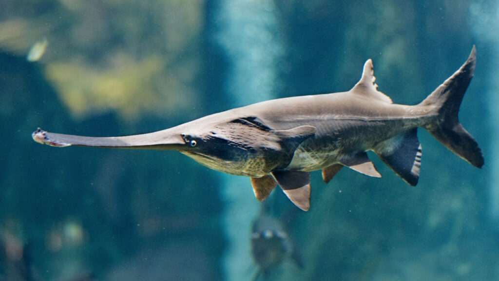Chinese Paddlefish: Kisah Tragis Hilangnya Raksasa Sungai Yangtze