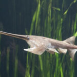 Chinese Paddlefish: Kisah Tragis Hilangnya Raksasa Sungai Yangtze