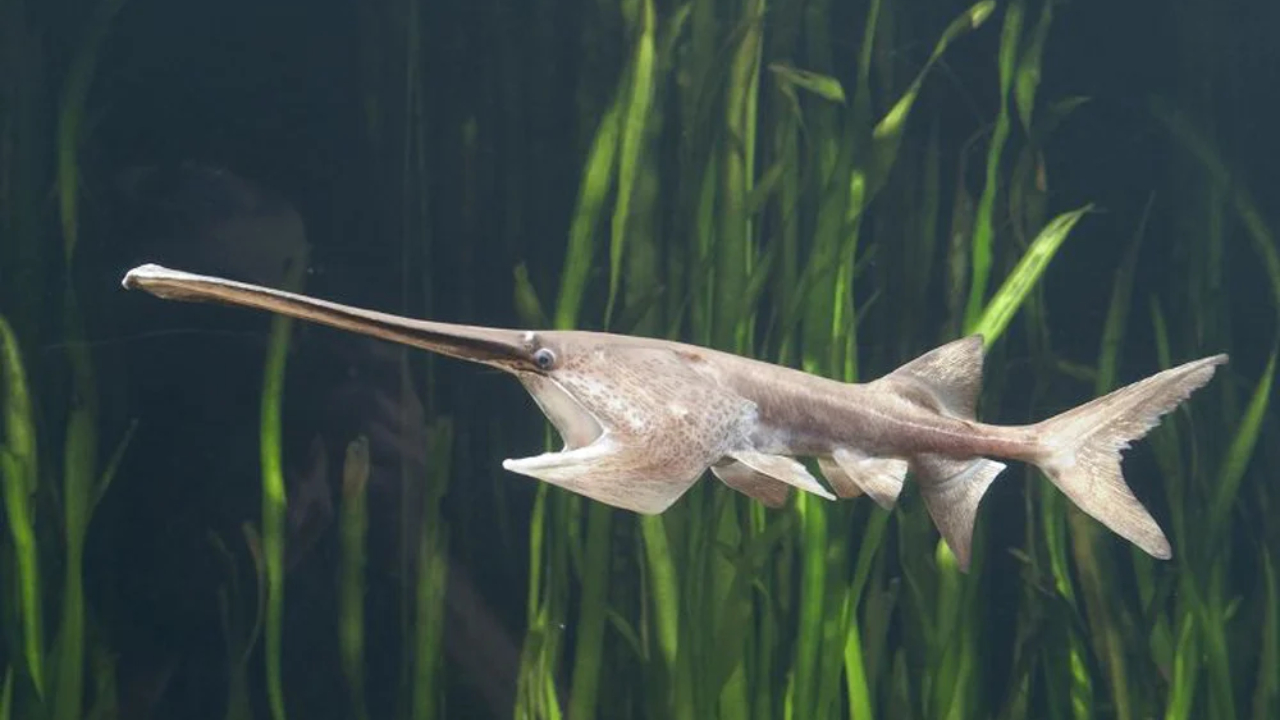 Chinese Paddlefish: Kisah Tragis Hilangnya Raksasa Sungai Yangtze