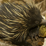 Echidna Berparuh Panjang, Mamalia Berduri dari Papua