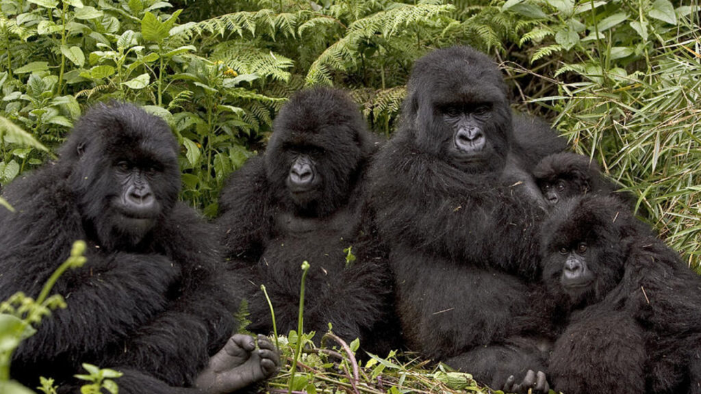 Gorilla Gunung Rwanda: Primata Terbesar Dunia yang Dilindungi Ketat