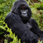 Gorilla Gunung Rwanda: Primata Terbesar Dunia yang Dilindungi Ketat