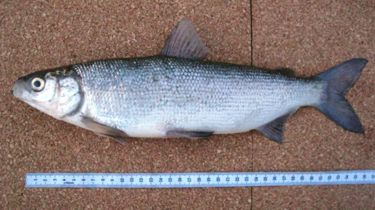 Ikan Blackfin Cisco yang Kini Hanya Hidup Dalam Sejarah