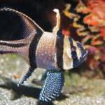 Ikan Capungan Hias Semakin Digemari Kolektor, Dari Akuarium Rumah hingga Kontes Bergengsi