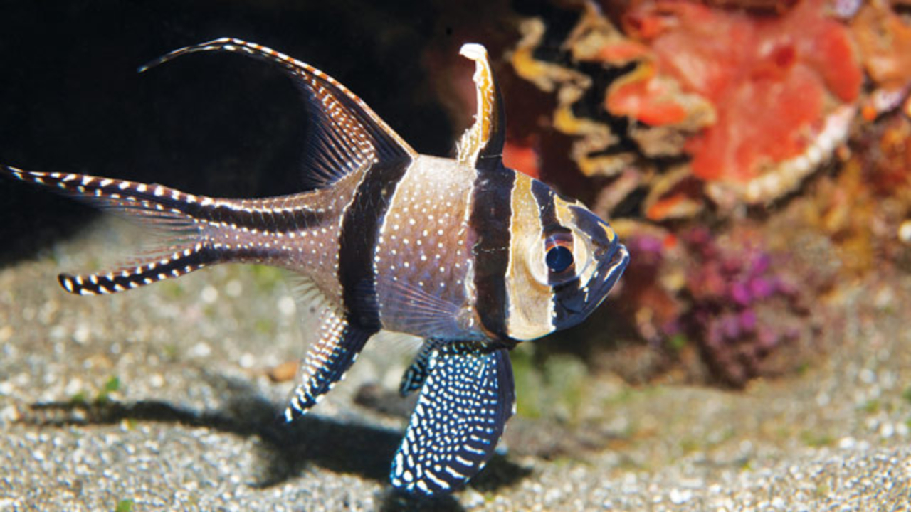 Ikan Capungan Hias Semakin Digemari Kolektor, Dari Akuarium Rumah hingga Kontes Bergengsi