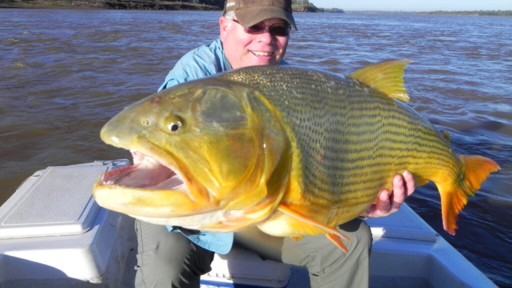 Ikan Dorado, Predator Sungai yang Dijuluki Golden River Monster