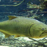Ikan Dorado, Predator Sungai yang Dijuluki Golden River Monster