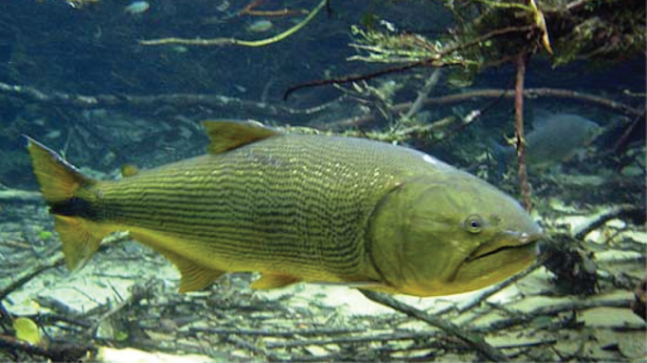 Ikan Dorado, Predator Sungai yang Dijuluki Golden River Monster