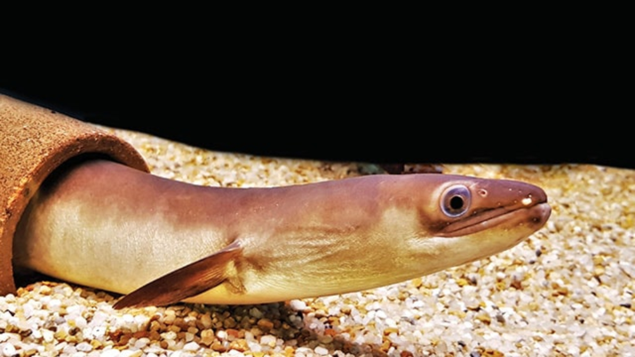 Ikan Sidat Mampu Menempuh 7.000 Km Migrasi